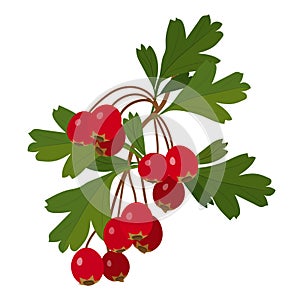 Hawthorn berry with leaves isolated on white background